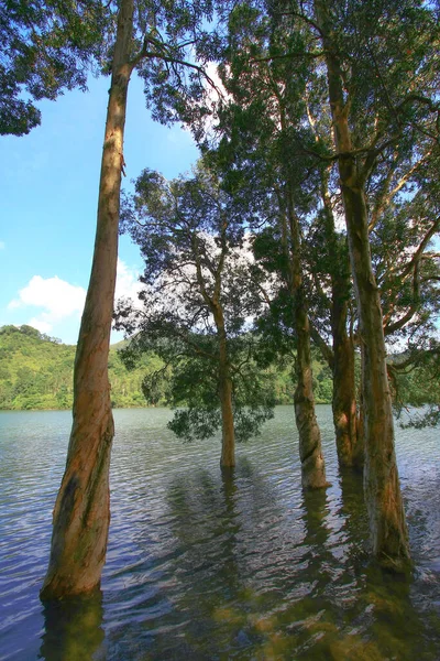 Agosto 2008 Hora Verão Hong Kong Shing Mun Country Park — Fotografia de Stock