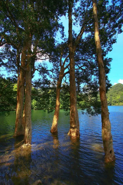 Agosto 2008 Hora Verão Hong Kong Shing Mun Country Park — Fotografia de Stock