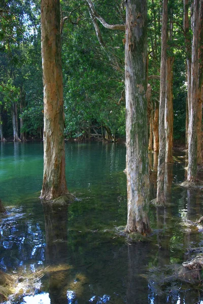 Aug 2008 Summer Time Hong Kong Shing Mun Country Park — Stock Photo, Image