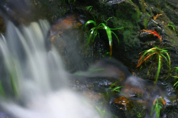 Aug 2008 Sommartid Hong Kong Shing Mun Country Park — Stockfoto