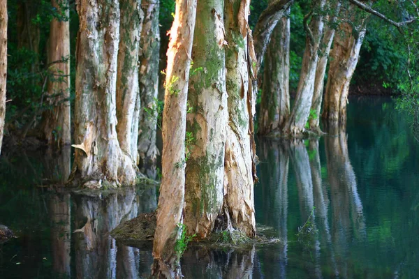 Aug 2008 Sommerzeit Hong Kong Shing Mun Country Park — Stockfoto