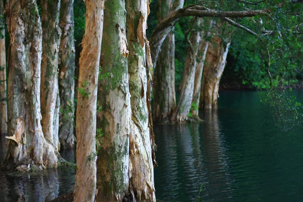 Ago 2008 Ora Legale Hong Kong Shing Mun Country Park — Foto Stock