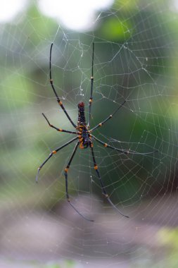 Örümcek ağı doğada çam üzerine 9 Ağustos 2008
