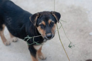 Patikada köpek oynuyor.