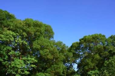 17 Ağustos 2008 Sai kung 'daki Liman Barınağı Yazı 