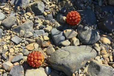 17 Ağustos 2008 Sai kung 'daki Liman Barınağı Yazı 