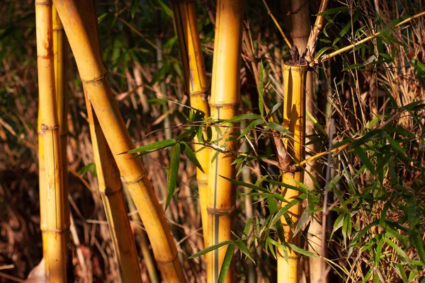 Bosque Bambú Hermoso Fondo Naturaleza Verde Ago 2008 — Foto de Stock