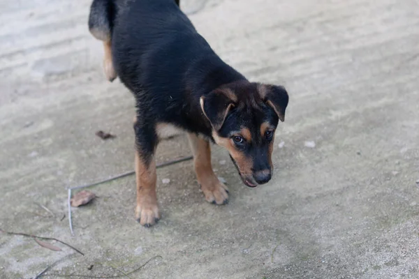 道の外で遊んでいる犬 — ストック写真