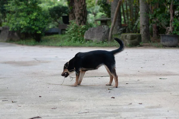 Patikada Köpek Oynuyor — Stok fotoğraf