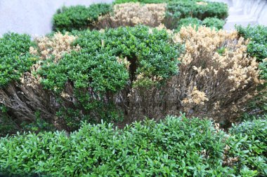 Yaşam ve ölüm kavramı. Farklı arka planlarda ölü ve diri ağaçlar.