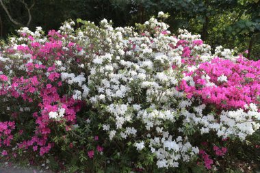  Heather bitkilerinden bir bitki cinsi.