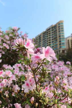 Güzel Rhododendron degronianum çiçekleri daire ile