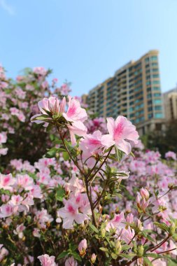 Güzel Rhododendron degronianum çiçekleri daire ile