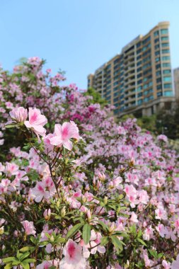 Güzel Rhododendron degronianum çiçekleri daire ile