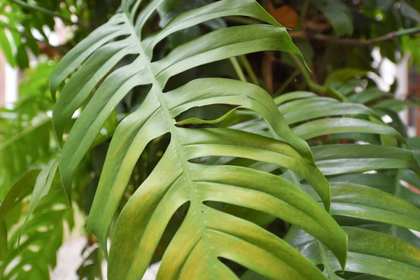 Die Nahaufnahme Von Monstera Blatt Freien — Stockfoto