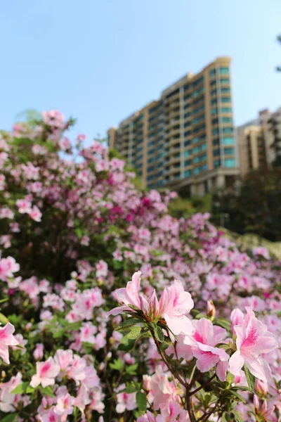 Belas Flores Rhododendron Degronianum Com Apartamento — Fotografia de Stock