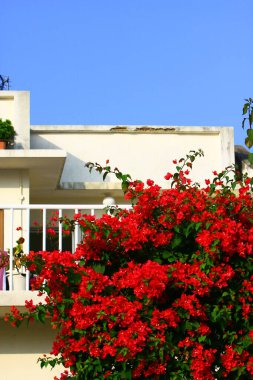 HK 26 Ekim 2008 'de doğa üzerindeki bitkiler 