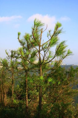 Mount High West, Hong Kong 11 Ekim 2008 