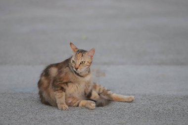 15 Mayıs 2020 Victoria Limanı, yaz mevsimi, Hong Kong 