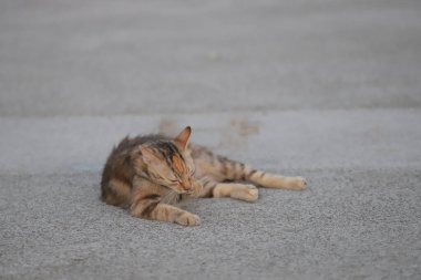 15 Mayıs 2020 Victoria Limanı, yaz mevsimi, Hong Kong 