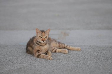 15 Mayıs 2020 Victoria Limanı, yaz mevsimi, Hong Kong 