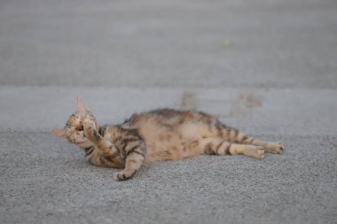 15 Mayıs 2020 Victoria Limanı, yaz mevsimi, Hong Kong 