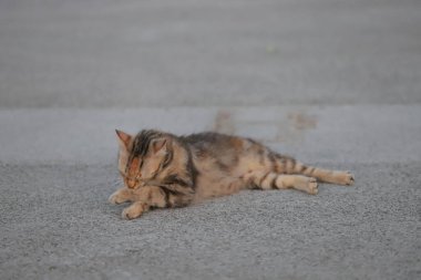 15 Mayıs 2020 Victoria Limanı, yaz mevsimi, Hong Kong 