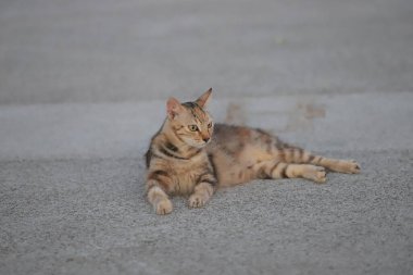 15 Mayıs 2020 Victoria Limanı, yaz mevsimi, Hong Kong 