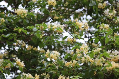 Doğadaki bir parkın önündeki beyaz çiçek ağacı