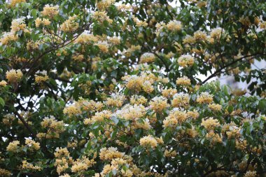 Doğadaki bir parkın önündeki beyaz çiçek ağacı