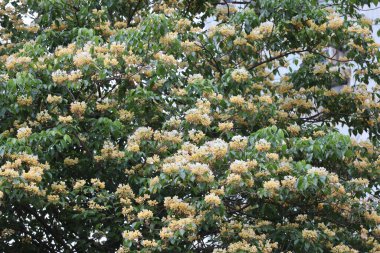 Doğadaki bir parkın önündeki beyaz çiçek ağacı