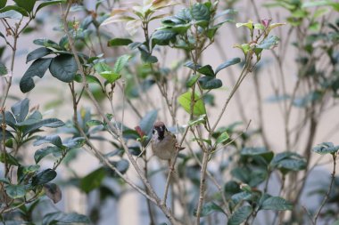 Şehirdeki ağaçtaki şehir kuşu..