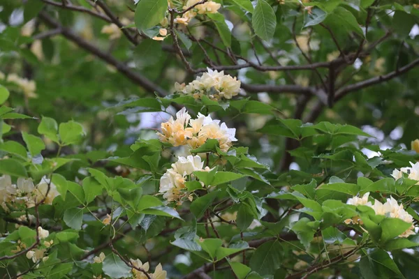 Doğadaki bir parkın önündeki beyaz çiçek ağacı