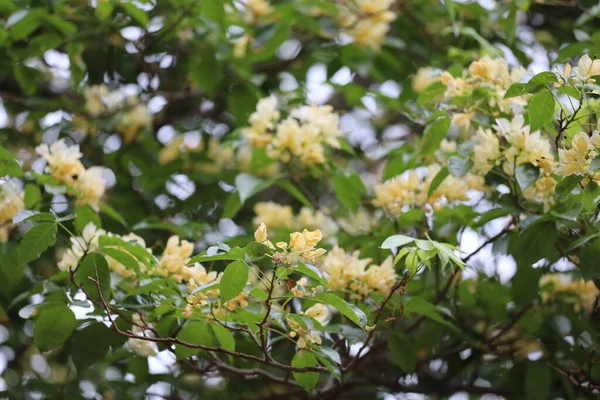 Bílé Květy Strom Přední Části Parku Přírodě — Stock fotografie