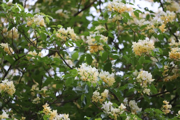 White Flowers Tree Front Park Nature — Stock Photo, Image