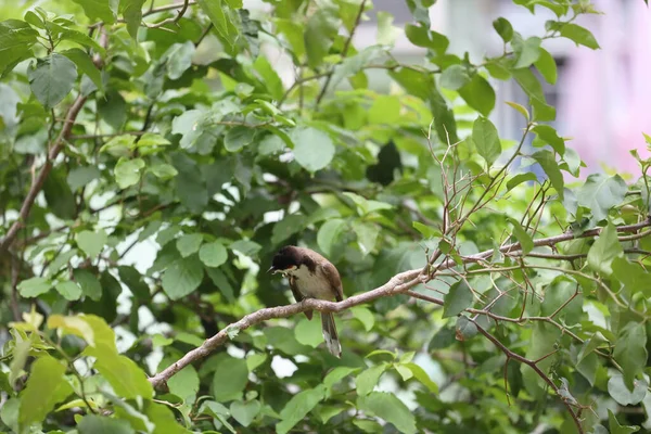 Der Stadtvogel Auf Einem Baum Der Stadt — Stockfoto