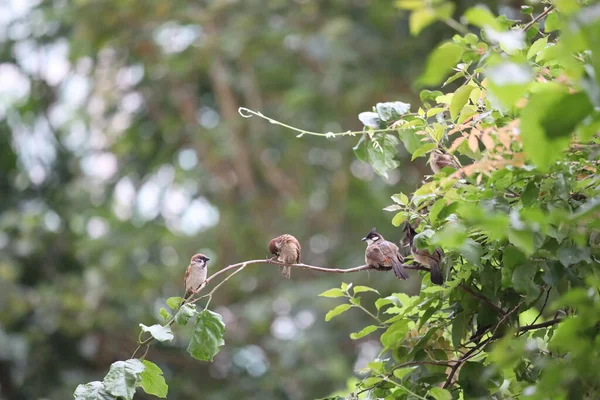 City Bird Tree City — Stock Photo, Image