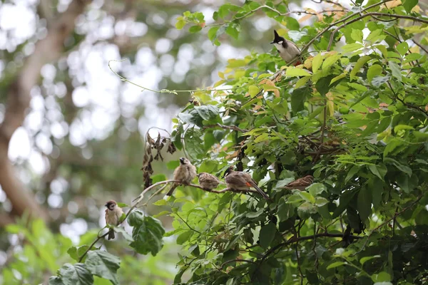 City Bird Tree City — Stock Photo, Image