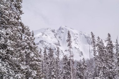 Karlı dağ Karaçam Pines arkasında
