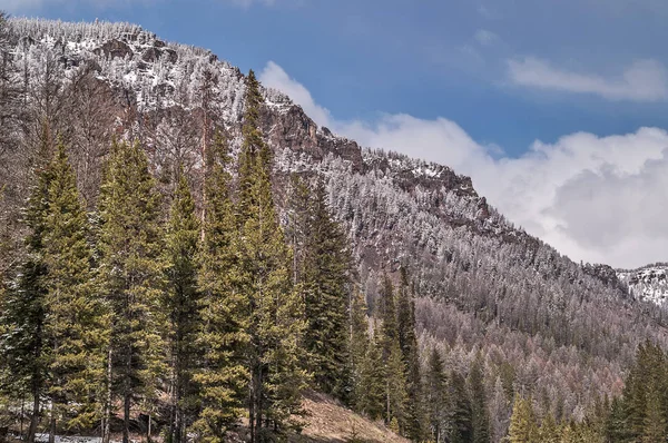 Bosque de pino Lodgepole — Foto de Stock