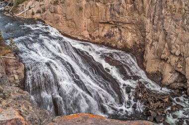 Yellowstone'da Gibbon düşüyor