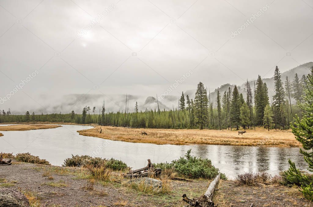 Madison River and Fog 