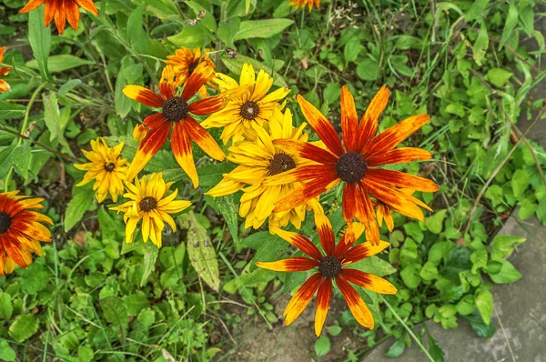 Flor branca (Gaillardia aristata ) — Fotografia de Stock