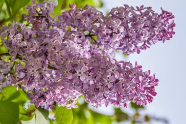Mor Leylak (Syringa vulgaris)