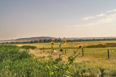 Baca Rock ayçiçeği arasında 