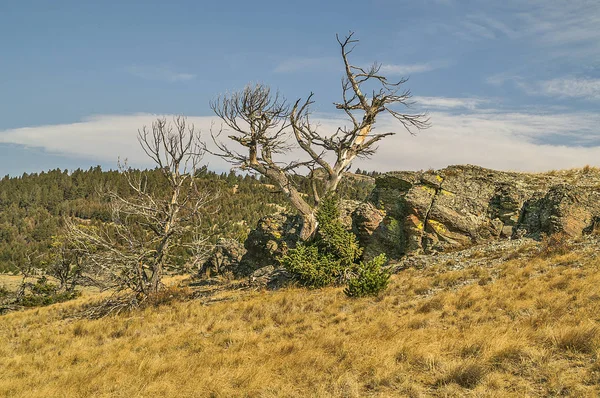 Nagie drzewa, skały i porostów — Zdjęcie stockowe