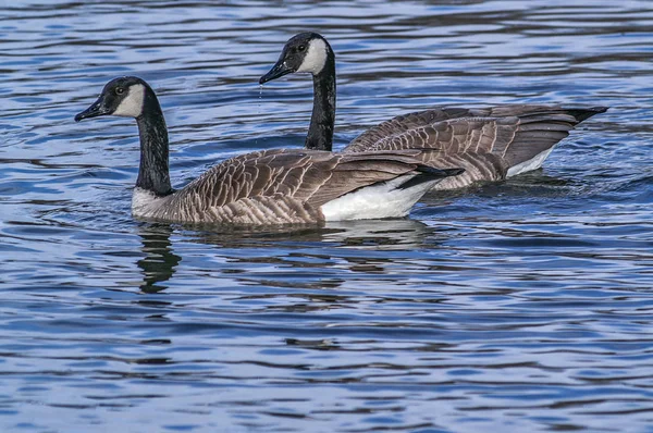 Kanadagäss simning — Stockfoto