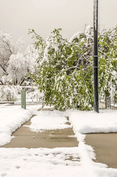 Trottoaren stängd på grund av tung snö på ett träd — Stockfoto