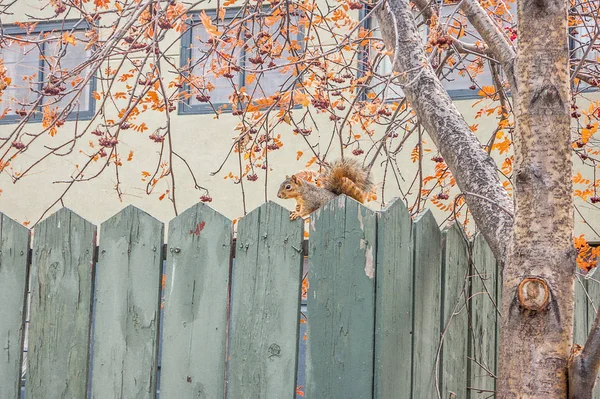 Scoiattolo su una recinzione — Foto Stock