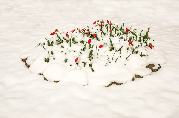 Röda tulpaner i vårsnö — Stockfoto